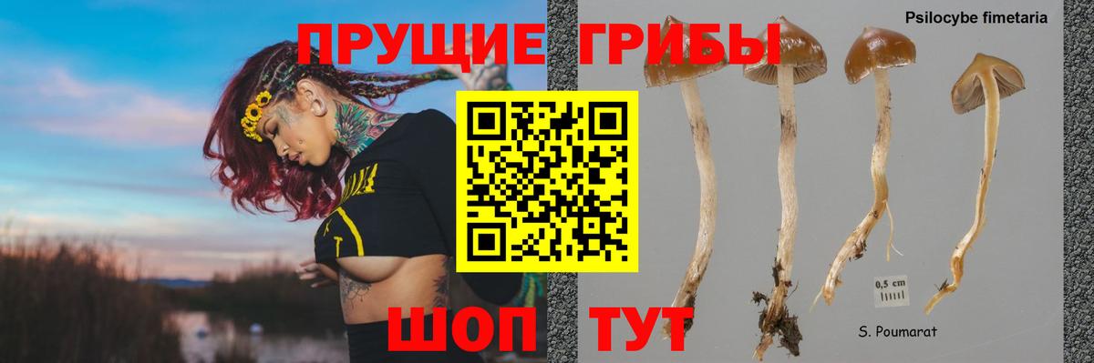 Псилоцибиновые грибы MAGIC MUSHROOMS  Вход с VPN  Горно-Алтайск 